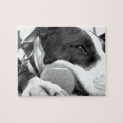 cute sad looking pitbull dog black white with ball jigsaw puzzle