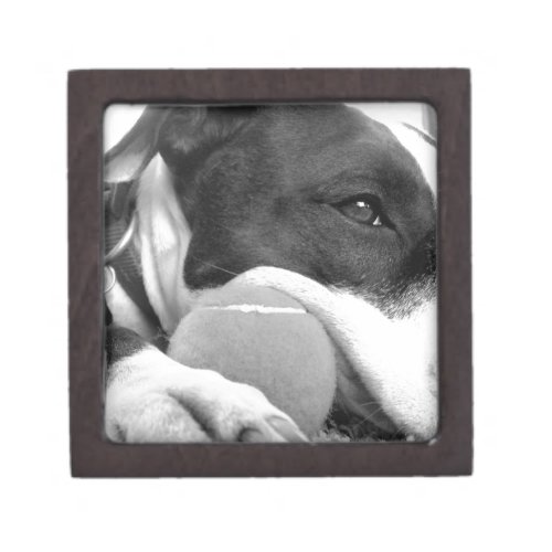 cute sad looking pitbull dog black white with ball keepsake box