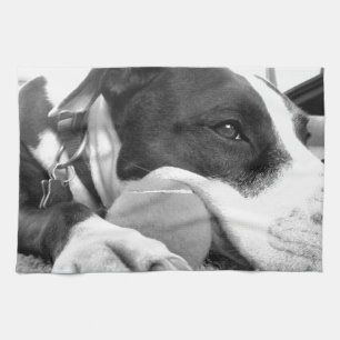 cute sad looking pitbull dog black white with ball kitchen towel