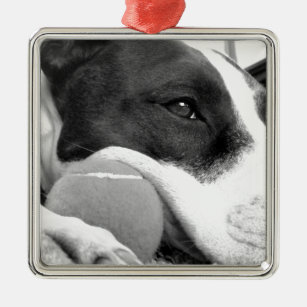 cute sad looking pitbull dog black white with ball metal ornament