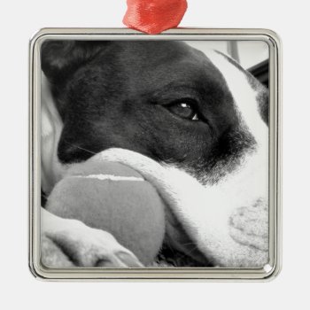 Cute Sad Looking Pitbull Dog Black White With Ball Metal Ornament by CharmedPix at Zazzle