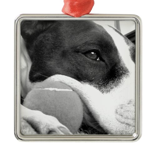 cute sad looking pitbull dog black white with ball metal ornament