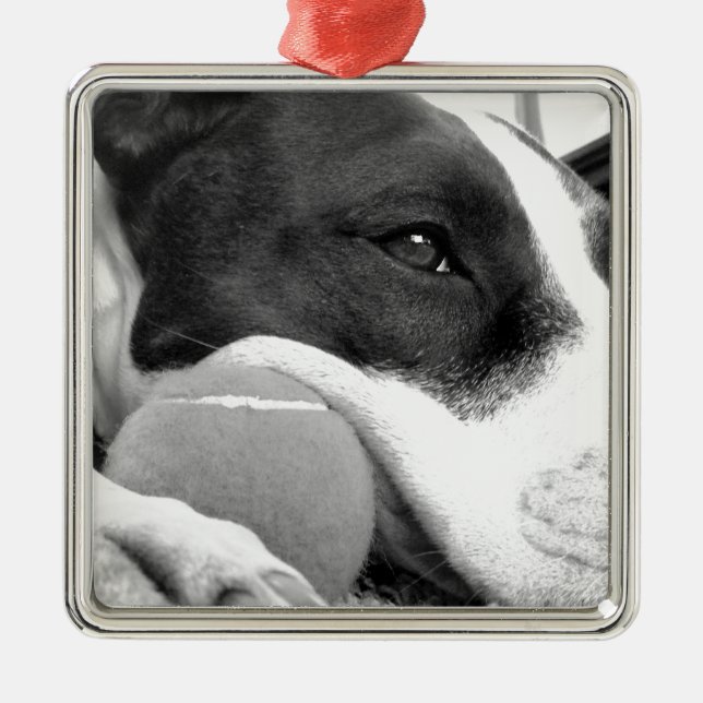 cute sad looking pitbull dog black white with ball metal ornament (Front)