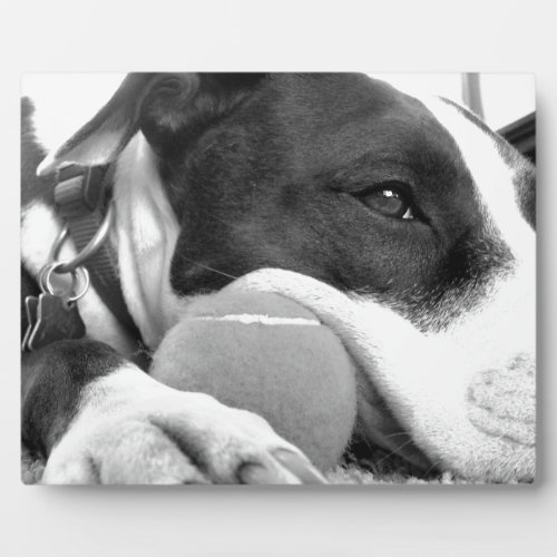 cute sad looking pitbull dog black white with ball plaque