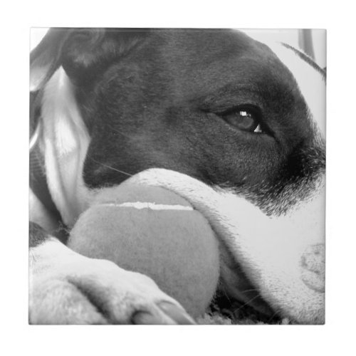cute sad looking pitbull dog black white with ball tile