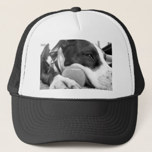 cute sad looking pitbull dog black white with ball trucker hat