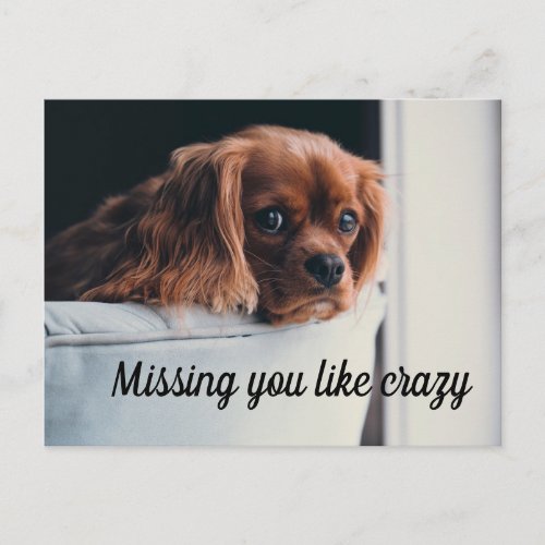 Cute Sad Puppy Missing You Like Crazy Postcard