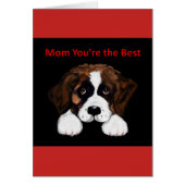 Cute Saint Bernard (Front)