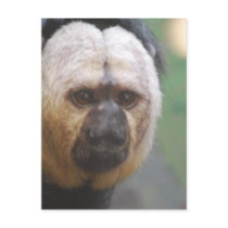 Cute Saki Monkey Postcard