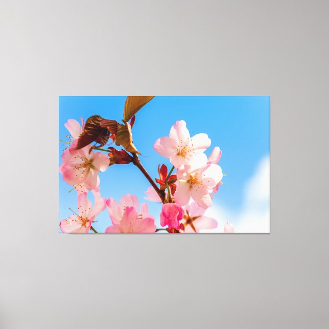 Cute Sakura Flowers Open To The Spring Sunshine Canvas Print (Front)