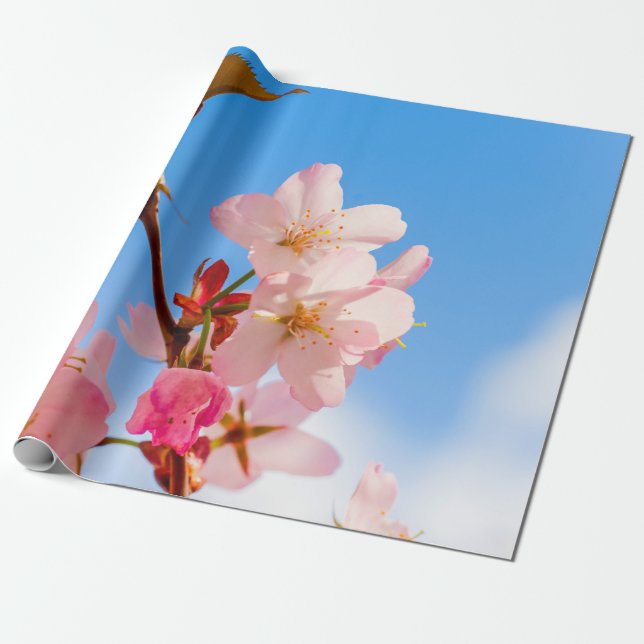 Cute Sakura Flowers Open To The Spring Sunshine Wrapping Paper (Unrolled)