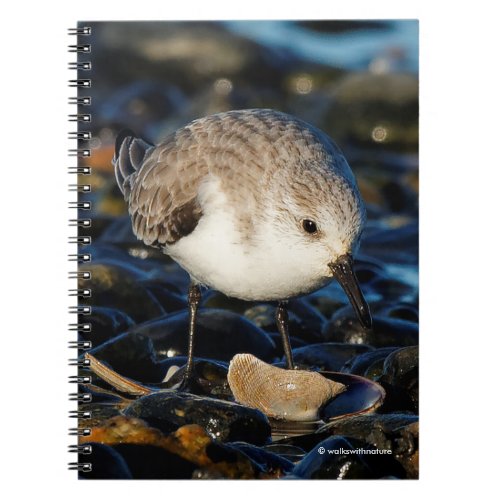 Cute Sanderling Dines on Clam at Beach Notebook