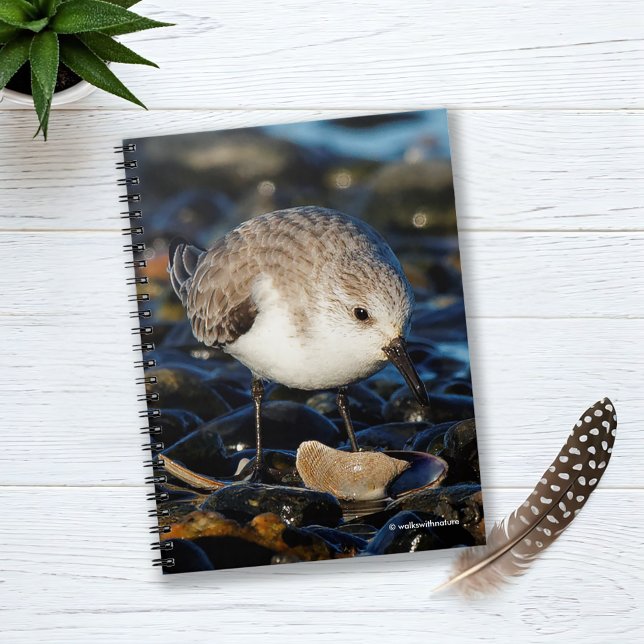 Cute Sanderling Dines on Clam at Beach Notebook (Cute Sanderling Dines on Clam Journal Cover Photo)