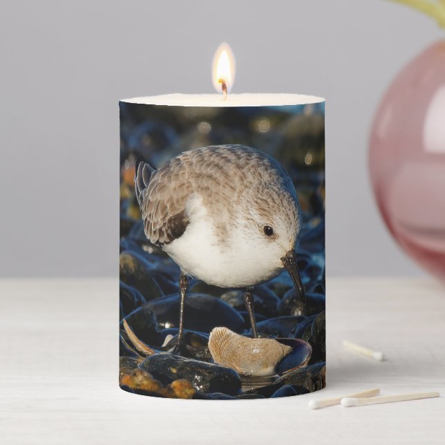Cute Sanderling Dines on Clam at Beach Pillar Candle (In Situ)