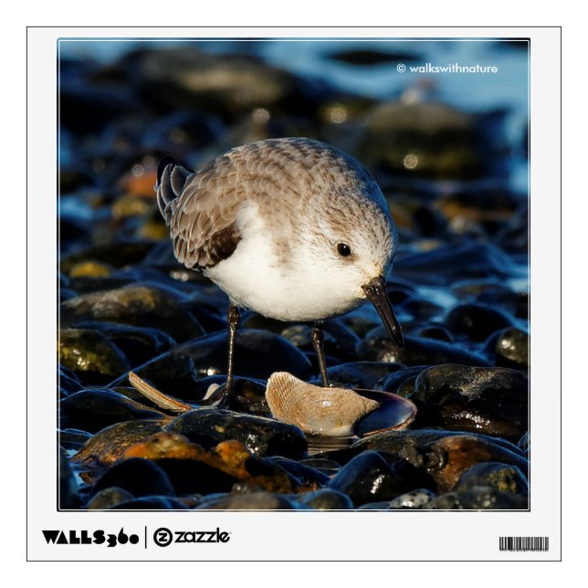 Cute Sanderling Dines on Clam at Beach Wall Sticker (Front)