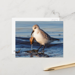 Cute Sanderling Sandpiper Dines on Clam at Beach Postcard