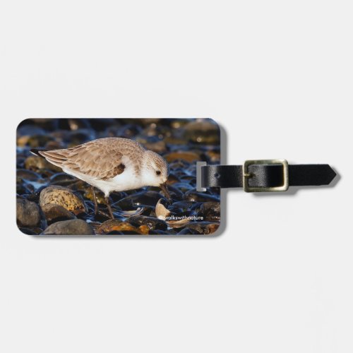 Cute Sanderling Sandpiper Dines on Clam in Winter Luggage Tag
