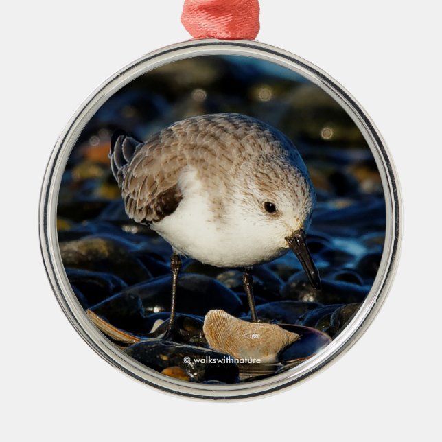 Cute Sanderling Sandpiper Enjoys Seaside Dining Metal Ornament (Front)