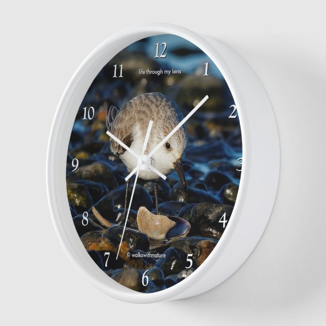 Cute Sanderling Sandpiper Shorebird Dines on Clam Clock (Angle)
