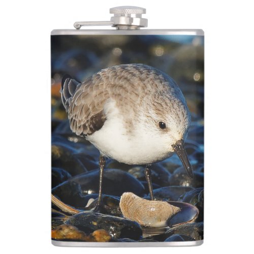 Cute Sanderling Sandpiper Shorebird Dines on Clam Hip Flask