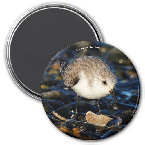 Cute Sanderling Sandpiper Shorebird Dines on Clam Magnet