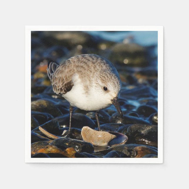 Cute Sanderling Sandpiper Shorebird Dines on Clam Napkins (Front)