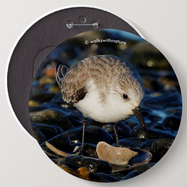 Cute Sanderling Sandpiper Shorebird Dines on Clam Pinback Button (Front & Back)