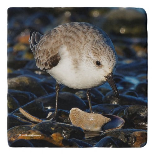 Cute Sanderling Sandpiper Shorebird Dines on Clam Trivet