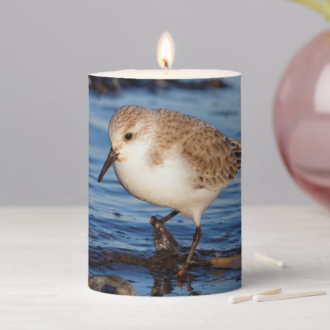 Cute Sanderling Sandpiper Shorebird Wanders Beach Pillar Candle (In Situ)