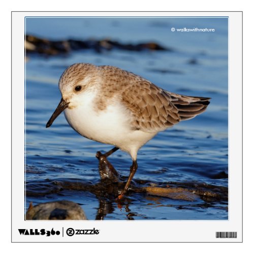 Cute Sanderling Sandpiper Shorebird Wanders Beach Wall Sticker