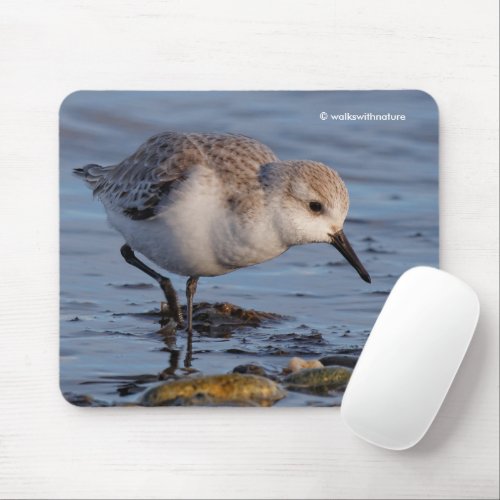 Cute Sanderling Sandpiper Strolling a Winter Beach Mouse Pad