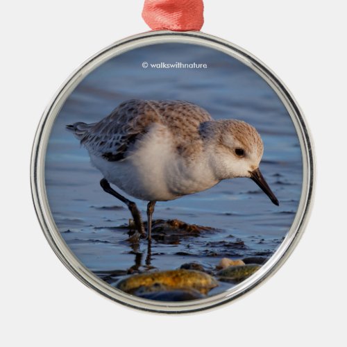 Cute Sanderling Sandpiper Strolls a Winter Beach Metal Ornament