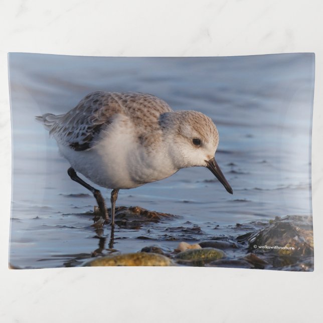 Cute Sanderling Sandpiper Strolls the Beach Trinket Tray (Front)