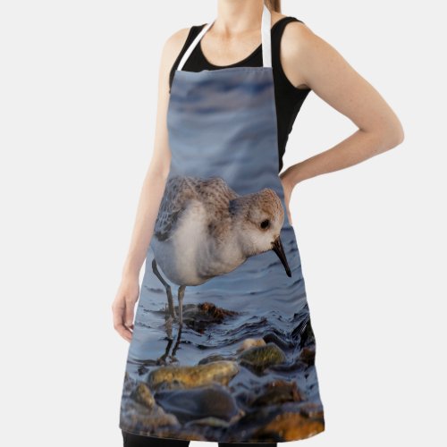 Cute Sanderling Sandpiper Strolls Wintry Beach Apron