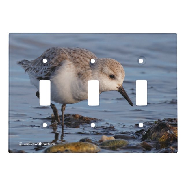 Cute Sanderling Sandpiper Strolls Wintry Beach Light Switch Cover (Front)