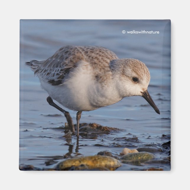 Cute Sanderling Sandpiper Strolls Wintry Beach Magnet (Front)