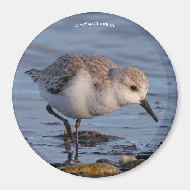 Cute Sanderling Sandpiper Strolls Wintry Beach Magnet (Front)