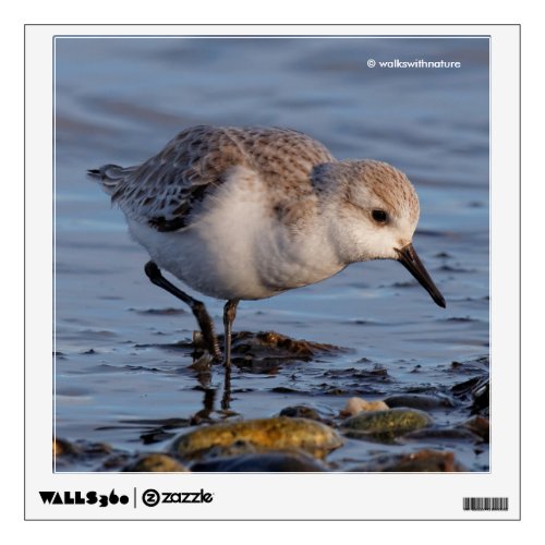 Cute Sanderling Sandpiper Strolls Wintry Beach Wall Decal