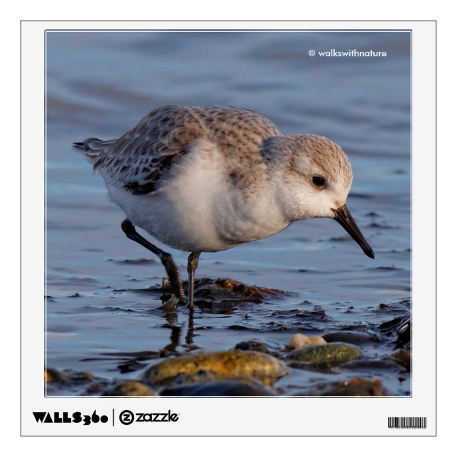Cute Sanderling Sandpiper Strolls Wintry Beach Wall Decal (Front)