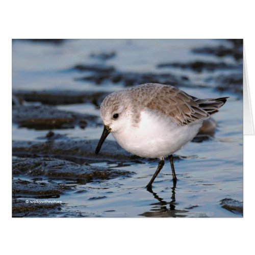 Cute Sanderling Sandpiper Wanders Winter Shores