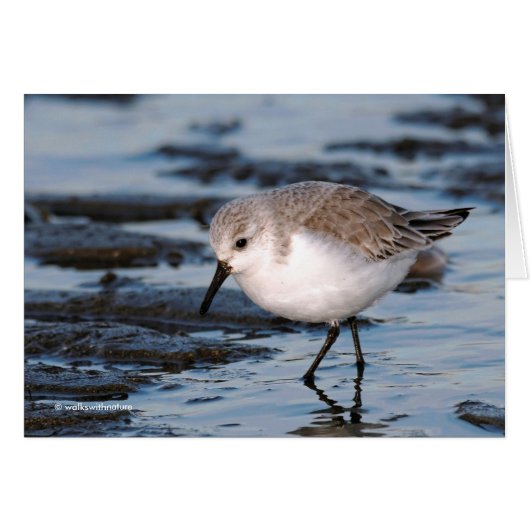 Cute Sanderling Sandpiper Wanders Winter Shores Cards (Front Horizontal)
