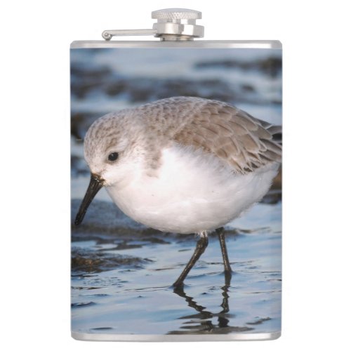 Cute Sanderling Sandpiper Wanders Winter Shores Hip Flask