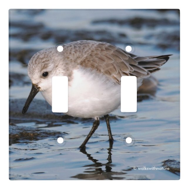 Cute Sanderling Sandpiper Wanders Winter Shores Light Switch Cover (Front)