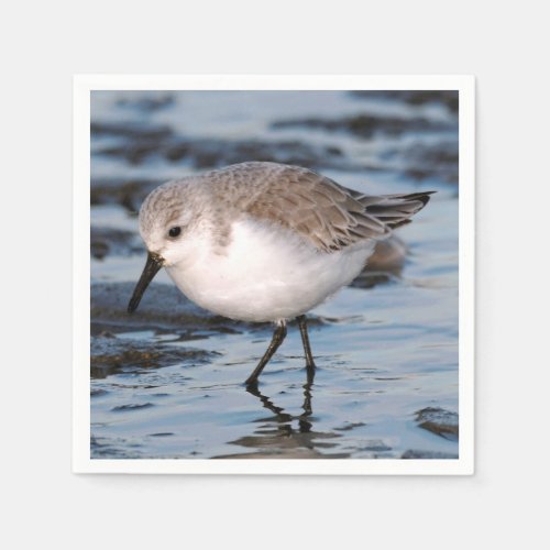 Cute Sanderling Sandpiper Wanders Winter Shores Napkins