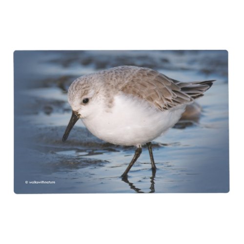 Cute Sanderling Sandpiper Wanders Winter Shores Placemat