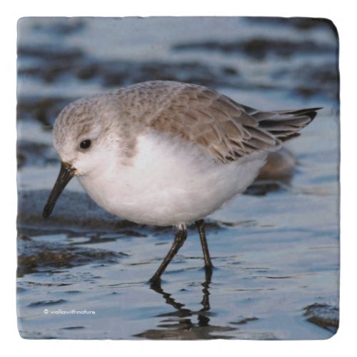 Cute Sanderling Sandpiper Wanders Winter Shores Trivet