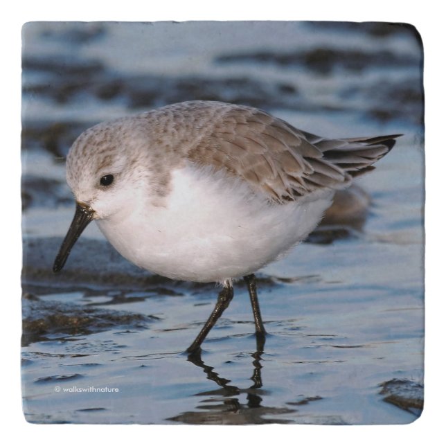 Cute Sanderling Sandpiper Wanders Winter Shores Trivet (Front)