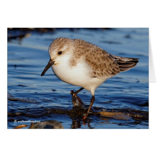 Cute Sanderling Sandpiper Wanders Wintry Shores