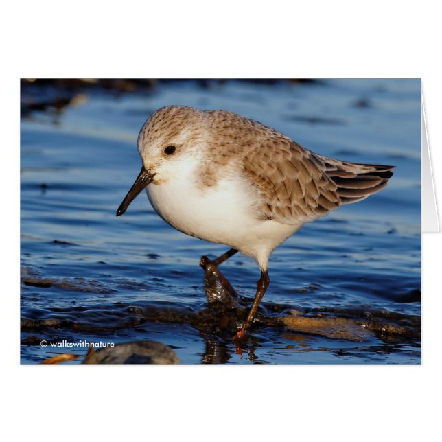 Cute Sanderling Sandpiper Wanders Wintry Shores Cards (Front Horizontal)