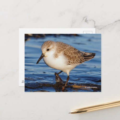 Cute Sanderling Sandpiper Wanders Wintry Shores Postcard